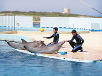 Mediterraneo Park, Dolphins